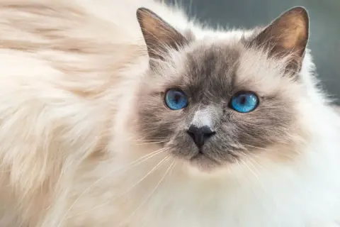 Un magnifico gatto birmano con occhi blu zaffiro, il suo pelo bianco e crema è soffice e invitante.