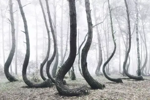A surreal forest scene with trees bent at the base, creating a whimsical, dancing effect. This tree photography captures the eerie beauty of nature's art.