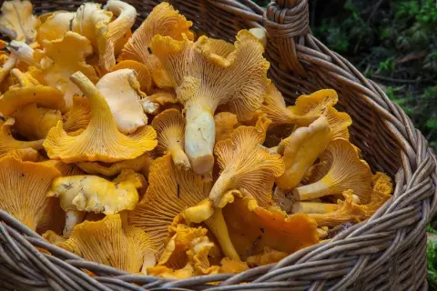 Kiedy jest sezon na grzyby kurki? Odkryj najlepszy czas na zbieranie