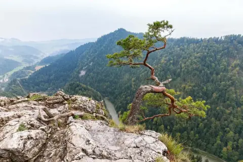 Widok na przełom Dunajca z charakterystycznym drzewem na skale. Niezwykłe szczawnica atrakcje dla miłośników przyrody.