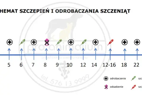 Na co szczepić szczeniaka? Twój przewodnik krok po kroku