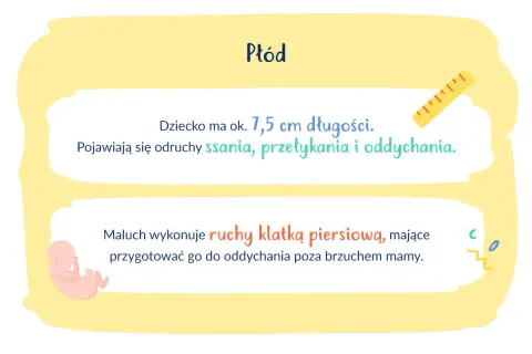 Ilustracja płodu, linijka i tekst o rozwoju dziecka w 13. tygodniu ciąży.