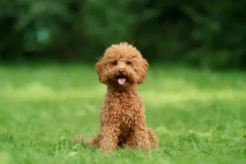 Uroczy, rudy maltipoo dorosły siedzi na zielonej trawie, z językiem na wierzchu, gotowy do zabawy.