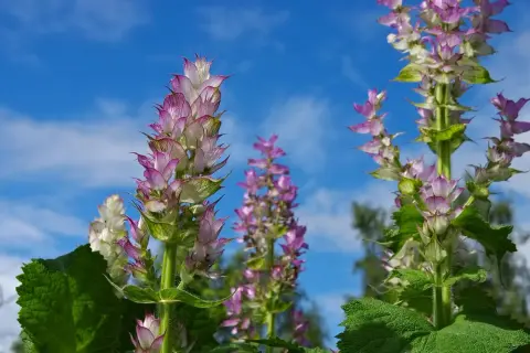 Blühende Muskatellersalbei-Pflanzen vor blauem Himmel. Die **Muskatellersalbei Wirkung** ist bekannt für ihre beruhigenden Eigenschaften.