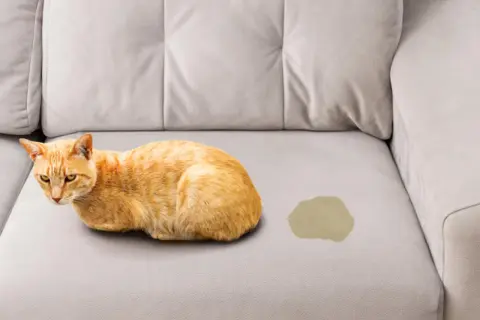 Gato naranja junto a una mancha en un sofá, indicando la necesidad de limpieza de sofás.