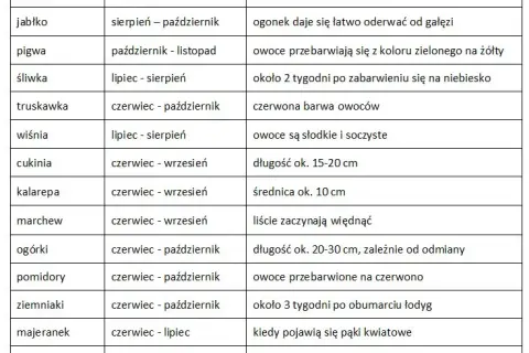 Kiedy buraki smakują najlepiej? Pełny kalendarz zbiorów w PL