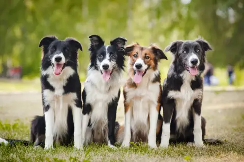 Vier Hunde, die den australian shepherd border collie mix charakter verkörpern, sitzen im Gras.