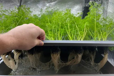 En hand inspekterar frodiga, gröna plantor i ett hydroponiskt system. Rötterna hänger ner i vattnet, redo för en hälsosam "french breakfast" av färska örter.