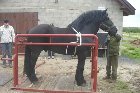 Czarny koń w poskromie dla koni wymiary. Dwóch mężczyzn pomaga przy koniu.