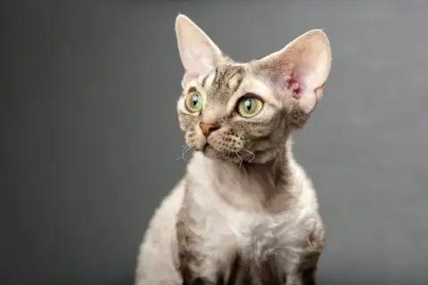 Devon rex blue point – piękne kocięta, które pokochasz na zawsze