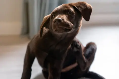Cachorro chocolate se rasca, recordatorio de cada cuanto se desparasita a un perro para su bienestar.