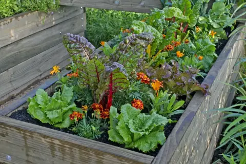 Ein schön bepflanztes Hochbeet mit knackigem Salat, bunten Mangoldblättern und leuchtenden Blumen. Perfekt zum Hochbeet bepflanzen!