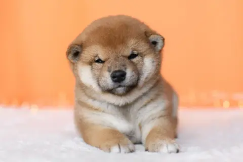 Uroczy szczeniak rasy shiba inu, z rudym futerkiem i przymrużonymi oczkami, leży na białym tle.