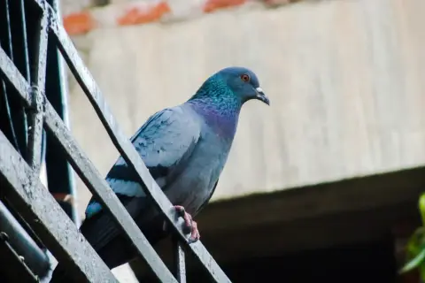 Gołąb na balustradzie, jak widzą ptaki. Jego pióra mienią się w słońcu, a oko czujnie obserwuje otoczenie.