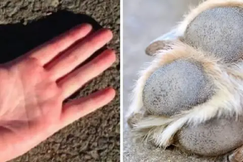 Mano humana sobre asfalto y pata de perro. Aprende cómo proteger las almohadillas de los perros en verano del calor.