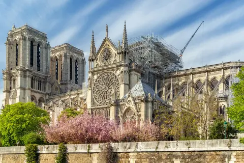 Notre Dame katedralen i Paris, med ställningar och en kran som visar på pågående renovering. Vackra körsbärsträd blommar framför den ikoniska byggnaden.