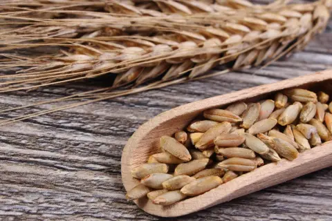Kłos żyta i ziarna w drewnianej łyżce. Czy mąka żytnia ma gluten? Tak, zawiera go, choć mniej niż pszenna.