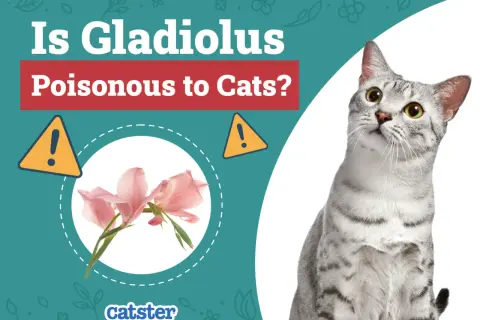 A cat looks up at a graphic asking "Is Gladiolus Poisonous to Cats?" with images of pink gladiolus flowers and warning signs.