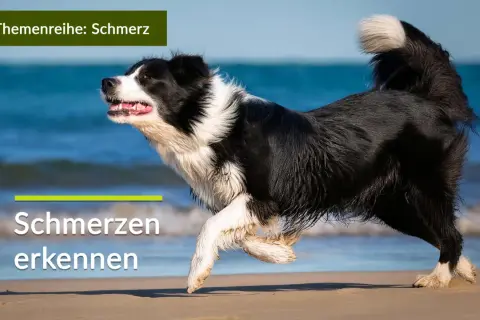 Ein Border Collie rennt am Strand. Die Text-Overlays "Themenreihe: Schmerz" und "Schmerzen erkennen" deuten darauf hin, dass die **Liegeposition Hund Schmerzen** signalisieren kann.