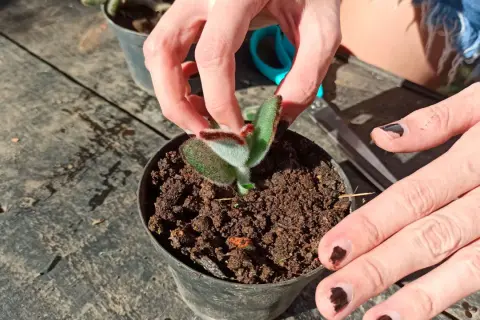 Mains manipulant une jeune pousse pour bouturer kalanchoe. Le petit plant est dans un pot rempli de terreau.