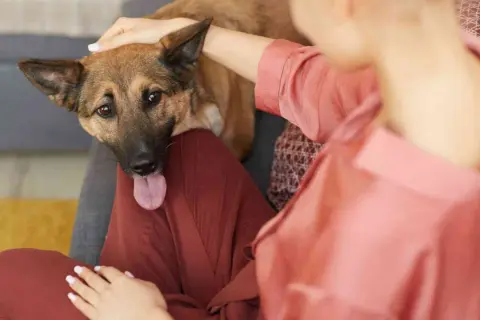 Perro con la lengua afuera, recostado en el regazo de una persona. Si tu perro comió algo que no debía, consulta a un veterinario sobre cómo hacer vomitar a un perro.