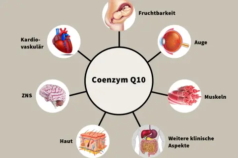 Coenzym Q10 ist wichtig für Herz, Gehirn, Augen, Haut, Muskeln, Fruchtbarkeit und weitere klinische Aspekte.