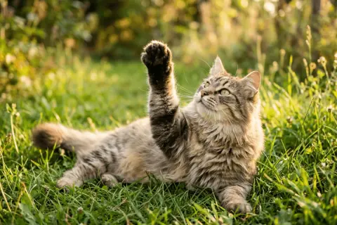 Un gato adulto, con pelaje atigrado y ojos verdes, juega en la hierba alta, levantando una pata juguetona.