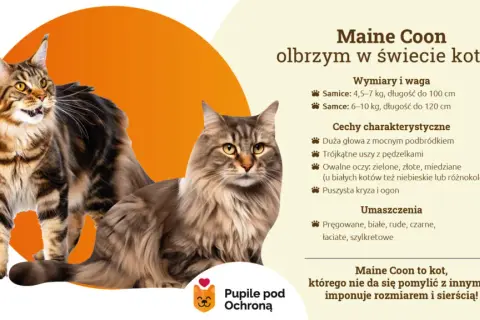 Maine Coon: Włosy czy sierść? Poznaj różnice i pielęgnację