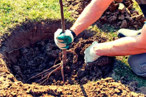 Mani guantate piantano un giovane albero da frutto in una buca scavata nel terreno. Il momento ideale per piantare alberi da frutto è ora.