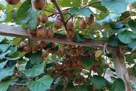 Des kiwis mûrs pendent en grappes sous des feuilles vertes, sur une structure en bois. La distance entre kiwi mâle et femelle est visible par la disposition des fruits.