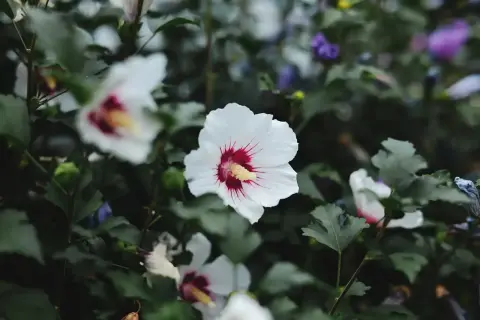 Białe kwiaty hibiskusa odmiany z czerwonymi pręcikami, otoczone zielonymi liśćmi.