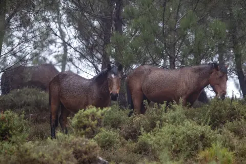 Caballos salvajes en la Serra da Groba, con el pelaje mojado por la lluvia, pastando entre la vegetación.