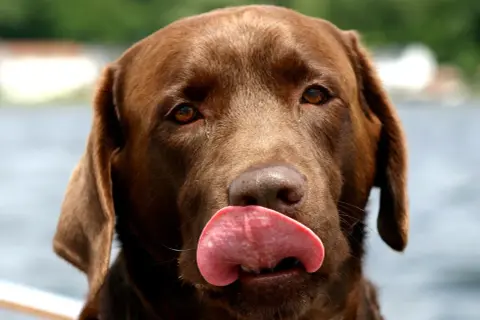 Czekoladowy labrador z językiem na wierzchu. Zastanawiasz się, dlaczego pies piszczy bez powodu? Może po prostu chce się bawić!