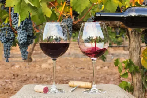 Zwei Gläser Rotwein werden vor reifen Trauben in der Beaujolais-Region gefüllt. Ein Korken und ein Korkenzieher liegen bereit.