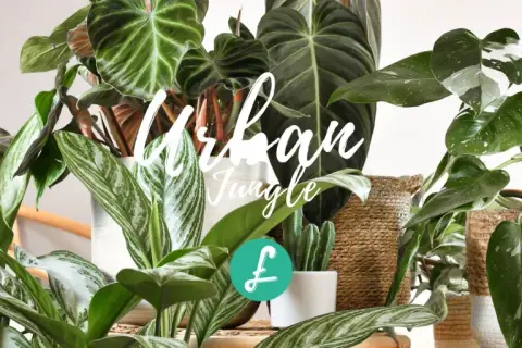 Un angolo verde rigoglioso, un vero stile urban jungle, con piante dalle foglie variegate e cestini in vimini.