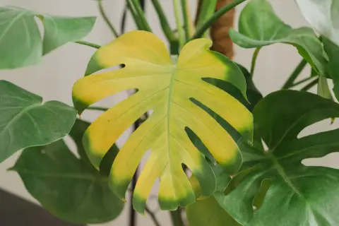 Monstera żółknie? Sprawdź, jak dbać o roślinę, by liście znów były zielone.