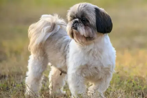 Shih Tzu: włosy czy sierść? Co to oznacza dla alergików i pielęgnacji