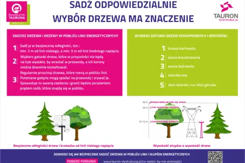 Drzewa na osiedla: Jak wybrać idealne? Poradnik eksperta