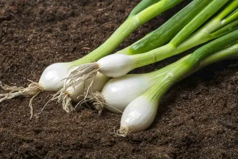 Oignons blancs prêts à être plantés dans la terre. Le moment idéal pour savoir quand repiquer les oignons blancs est arrivé.