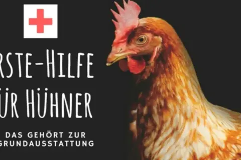 Erste Hilfe für Hühner: Wenn ein Huhn nicht mehr laufen kann, ist schnelles Handeln gefragt. Ein rotes Kreuz und ein Huhn auf schwarzem Grund.