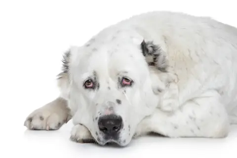 Ein weißer Alabai Hund mit geflecktem Fell liegt auf dem Boden und schaut traurig.