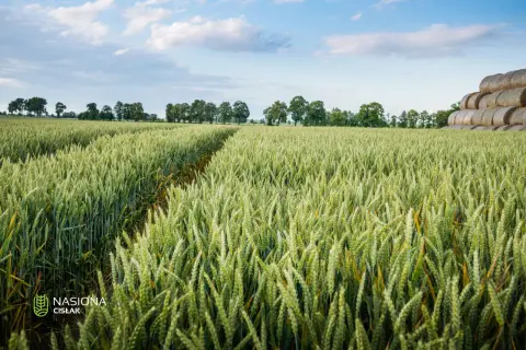 Zielone łany pszenicy Pallas, z widoczną ścieżką i stogami siana w oddali, pod błękitnym niebem z chmurami.