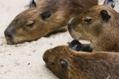 Trzy śpiące kapibary, krewny kapibary, leżą blisko siebie na piasku.