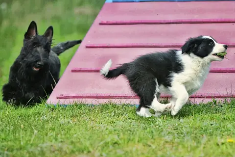 Border collie szczeniak: wymiana sierści kiedy i jak pomóc?