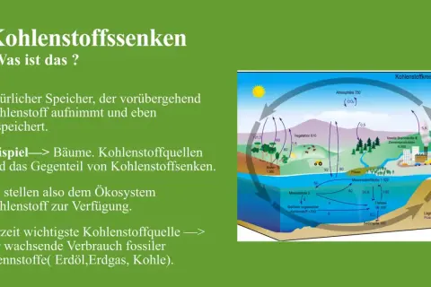 Schema des Kohlenstoffkreislaufs in der Biologie: Bäume als Kohlenstoffsenken, die CO₂ aufnehmen und speichern.