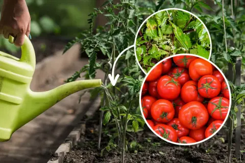 Podlewanie pomidorów wodą z pokrzyw – naturalny potas dla pomidorów. W tle dojrzewające pomidory.