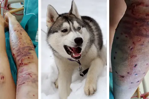 Czy husky jest agresywny? Prawda o ich zachowaniu i naturze