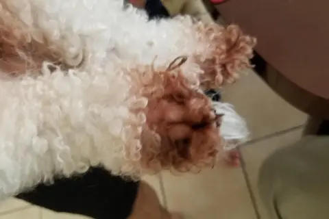 Puszysty bichon frise brązowy, z kudłatymi łapkami, odpoczywa na czarnych spodenkach.
