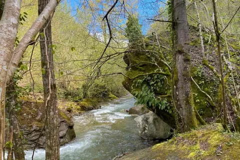 Un ruscello scorre tra rocce muschiose e alberi verdi, creando un'atmosfera serena che ricorda la cascata della Prata.