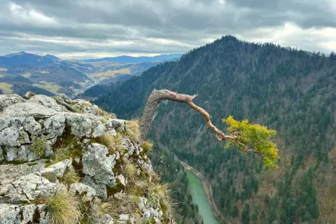 Skalisty klif w Pieninach z charakterystycznym, pochylonym drzewem. W dole zielona rzeka i zalesione zbocza gór. Niezwykłe **pieniny atrakcje** przyciągają miłośników przyrody.